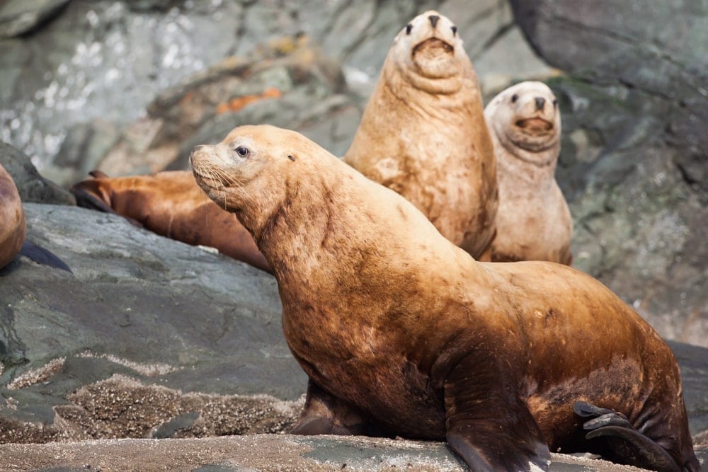 Steller sea lion (Eumetopias jubatus)