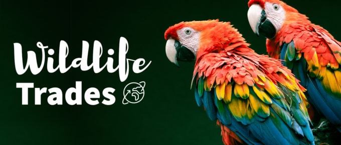 two parrots sitting on a branch