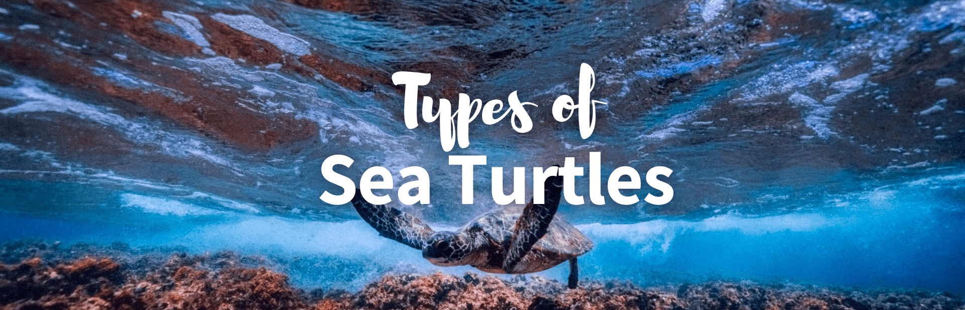Types of sea turtles featured image