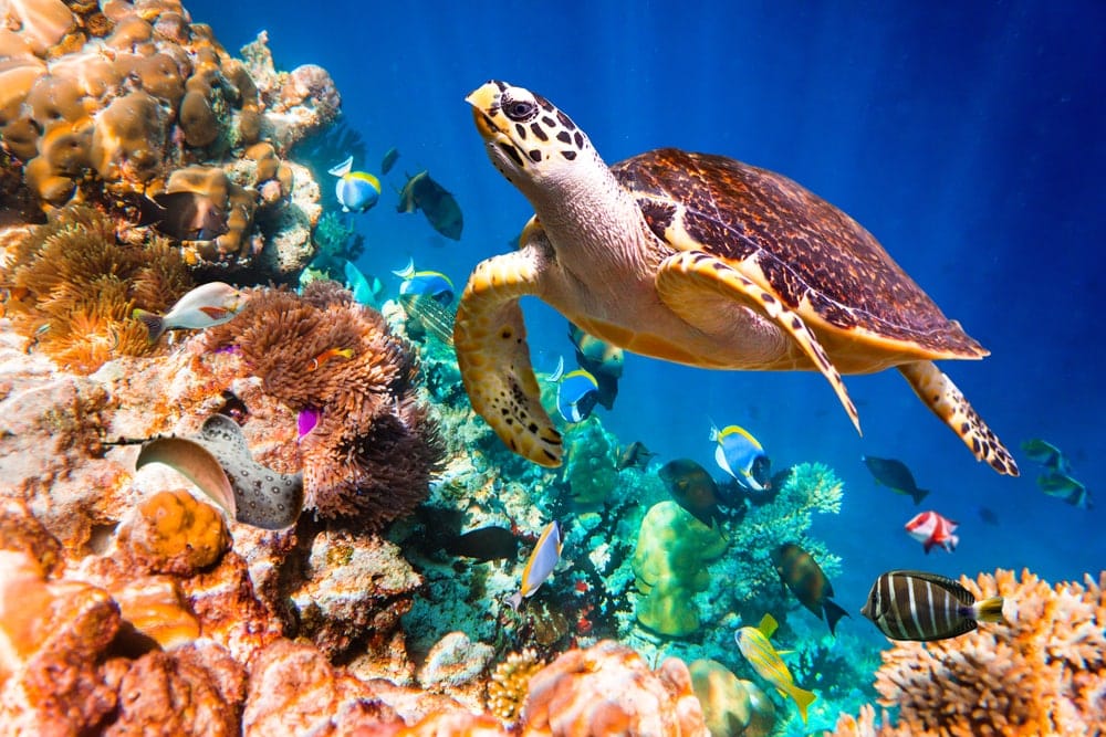Hawksbill sea turtle with different fishes and corals