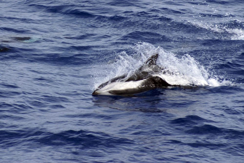 hourglass dolphin swimming out of the water