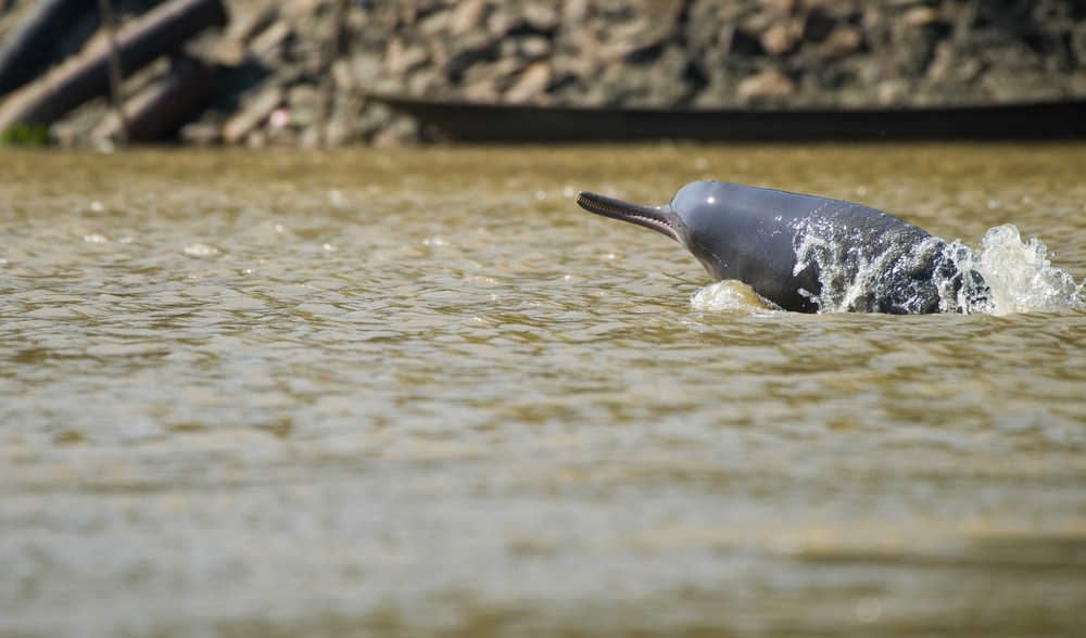 head of Indus river dolphin emerging out of water