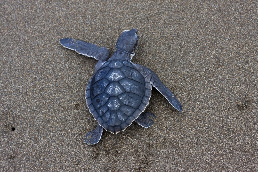 Kemp's Ridley sea turtle hatchling crawling in sand