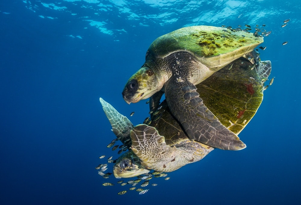 Olive Ridley Sea Turtle couple swimming with the fishes