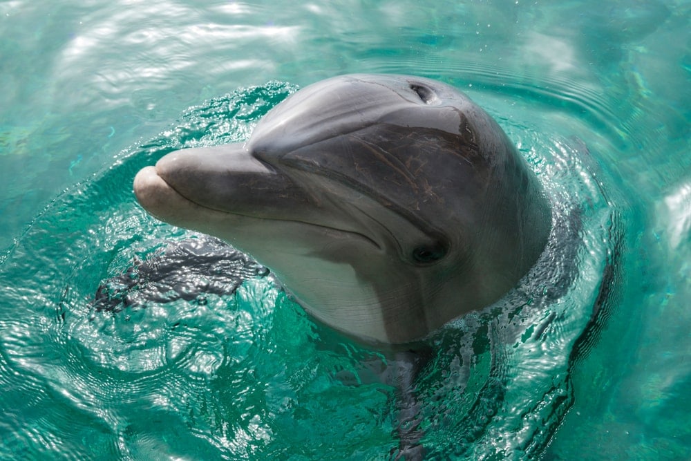 Oldest dolphin portrait