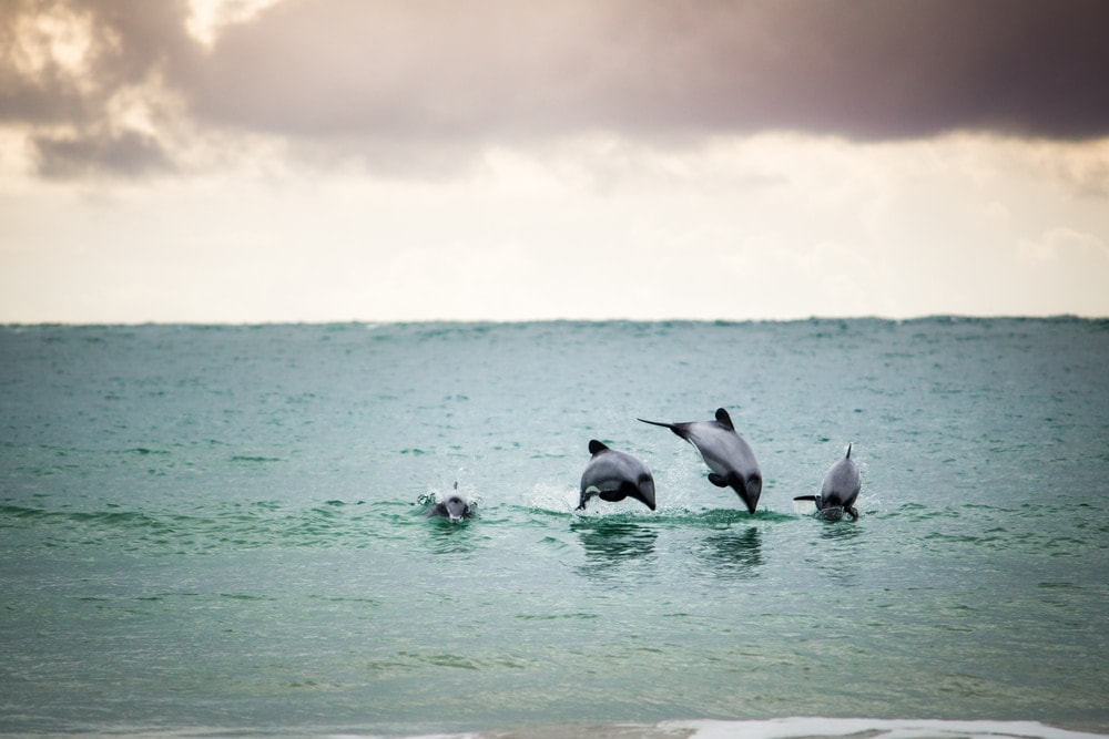 a group of Hector's dolphin jumping out of the water