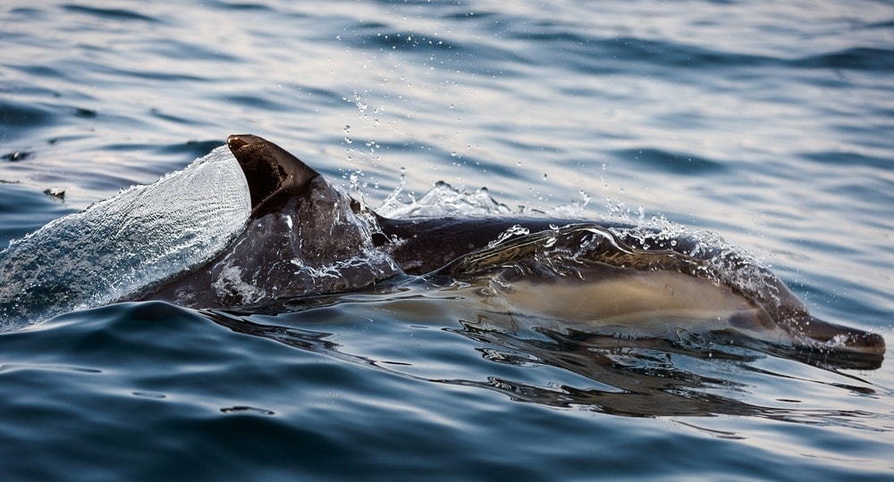 a long beaked common dolphin emerging out of the water