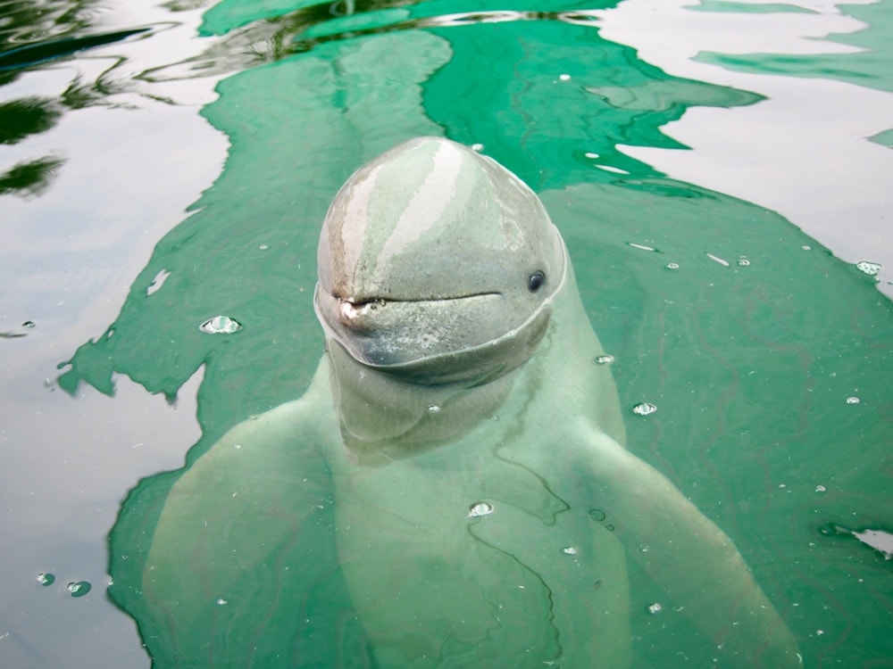 an Irrawaddy dolphin sticks its head out of the water