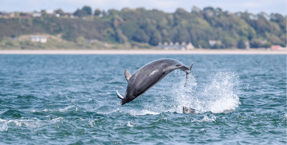 photo of dolphin catching a fish