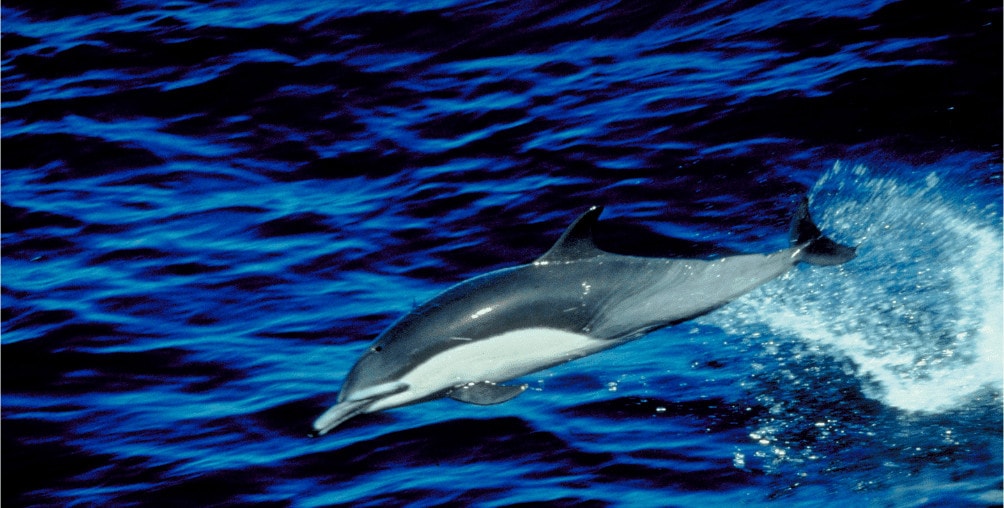dolphin swimming fast