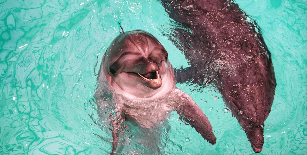 dolphin trying to communicate