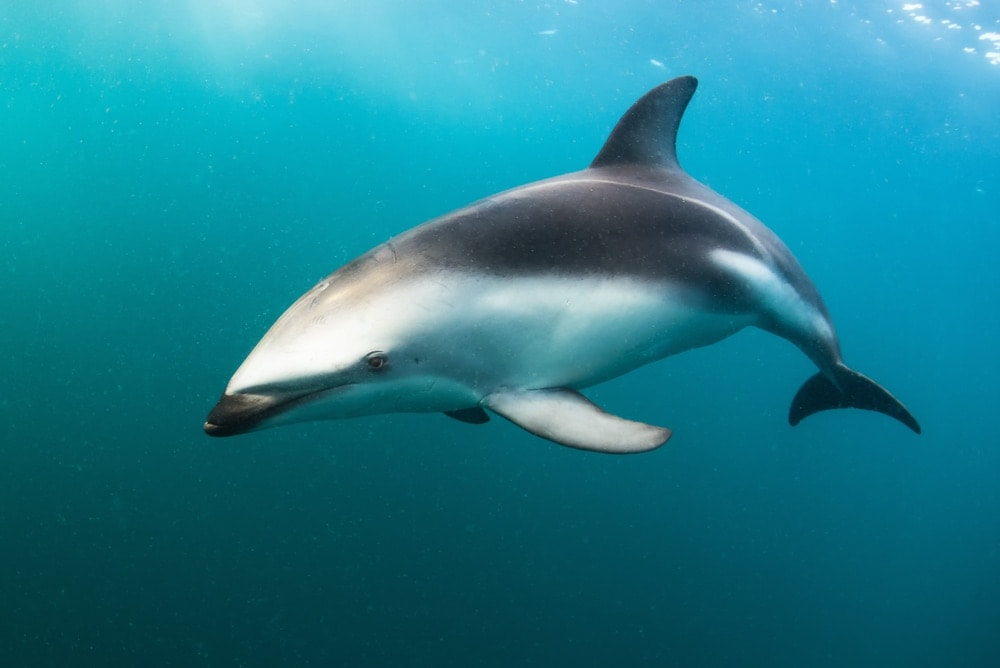 dusky dolphin swimming underwater to hunt food