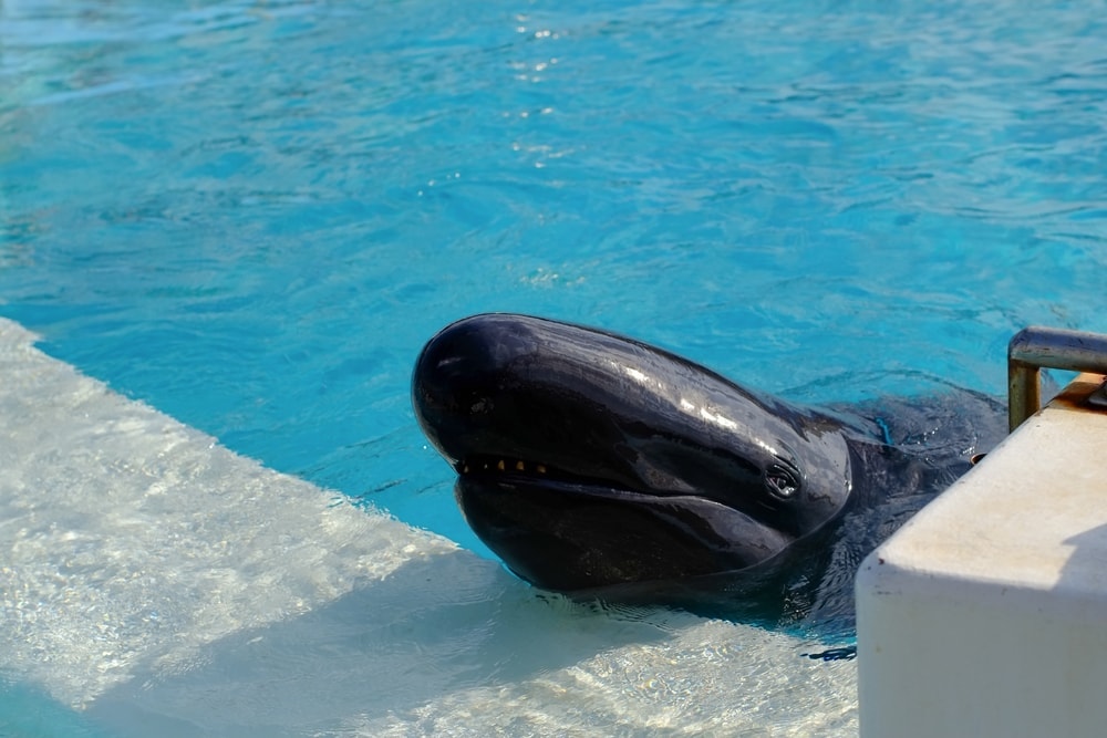 false killer whale sticking its head out
