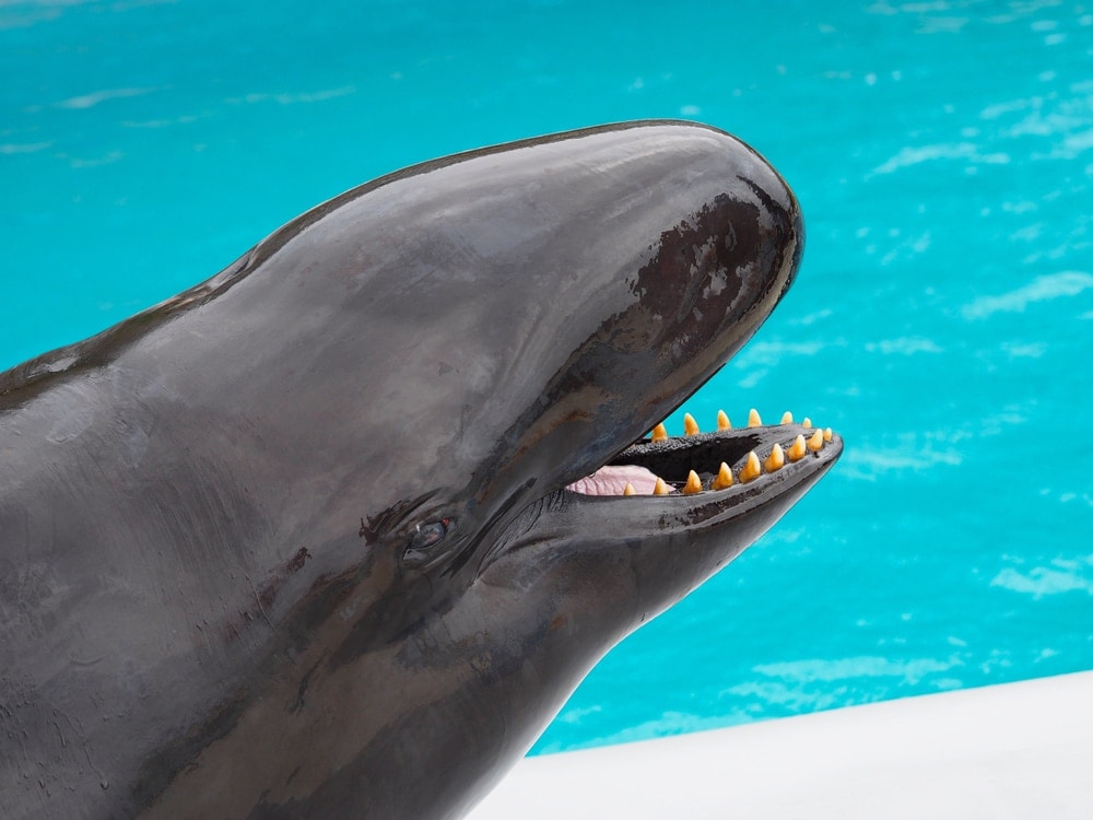 close up photo of false killer whale