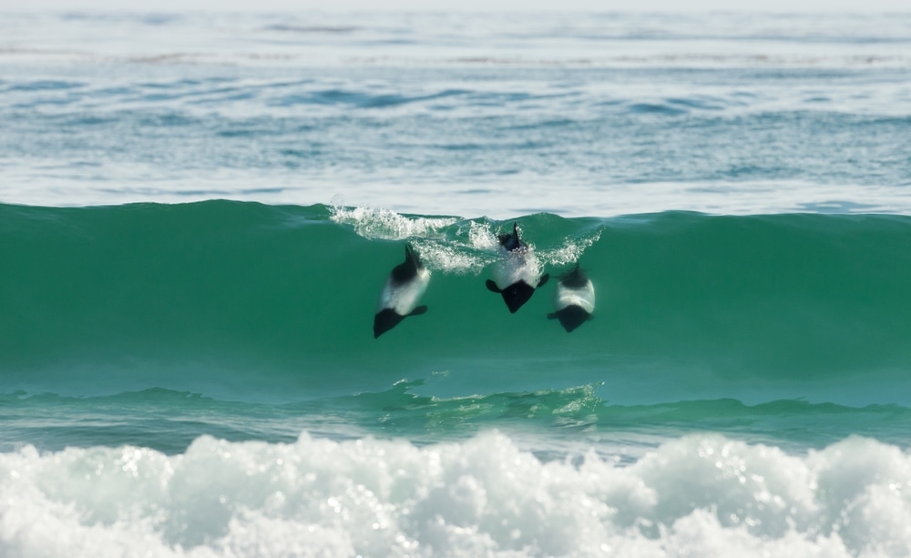 four Commerson's dolphin diving in the water