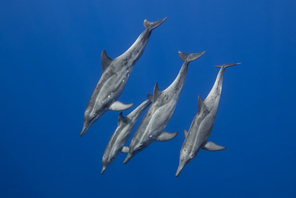 four rough toothed dolphins diving
