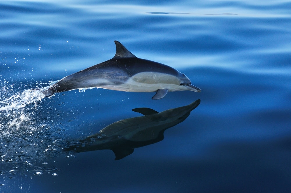 hourglass dolphin and its water reflection