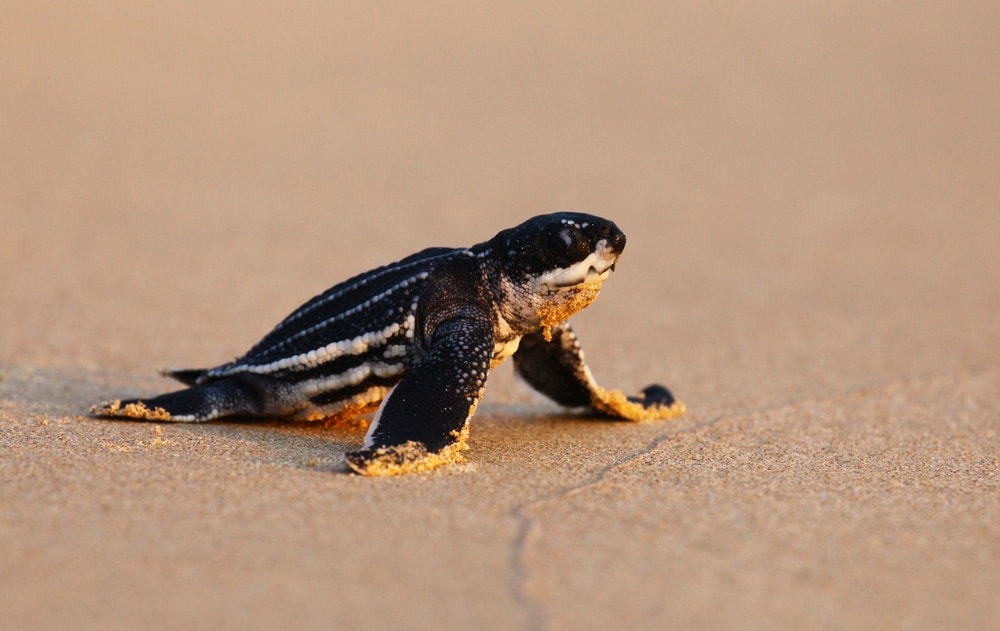 Baby leatherback sea turtle on beach sand