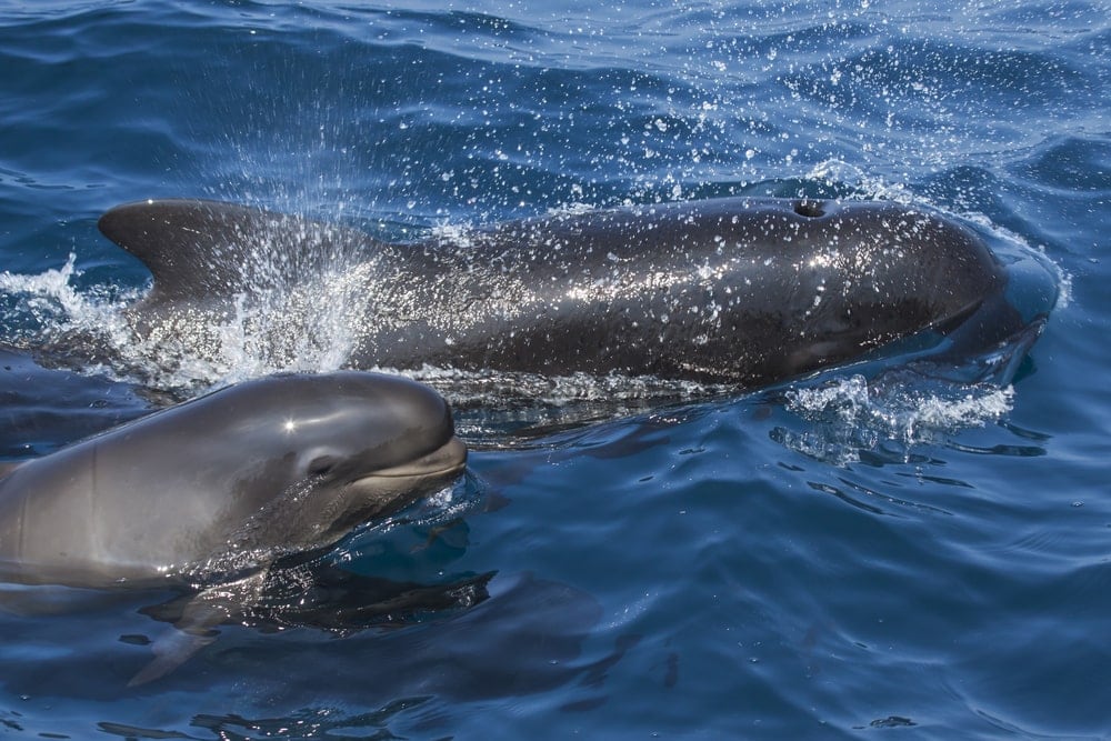 long-finned pilot whale