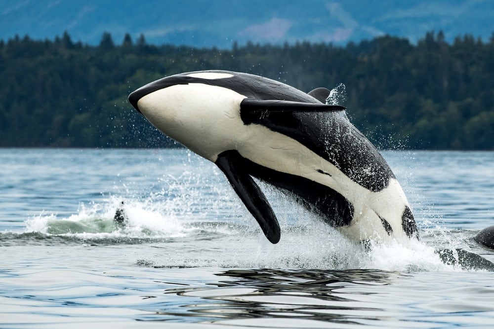 Orca jumping out of water