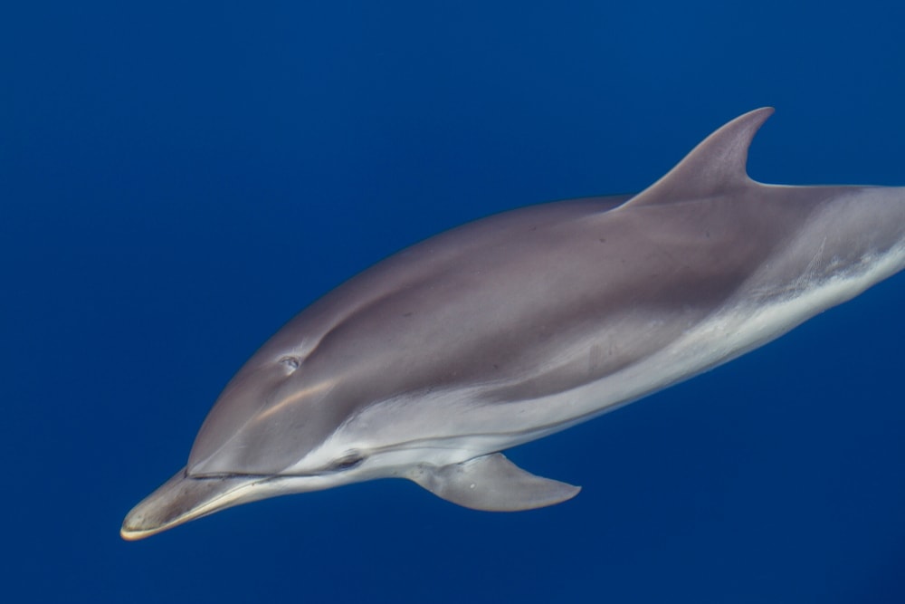 a striped dolphin swimming underwater