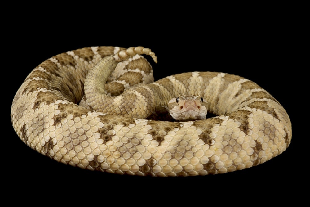 Baja California Rattlesnake with black background