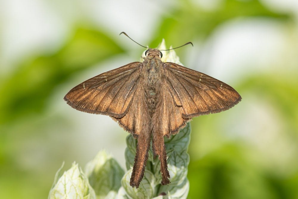 a brown longtail butterfly feeding on a leaf