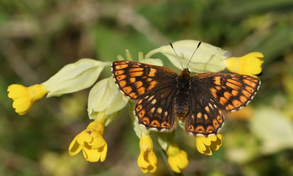 Duke of Burgundy butterfly  on a yellow flower