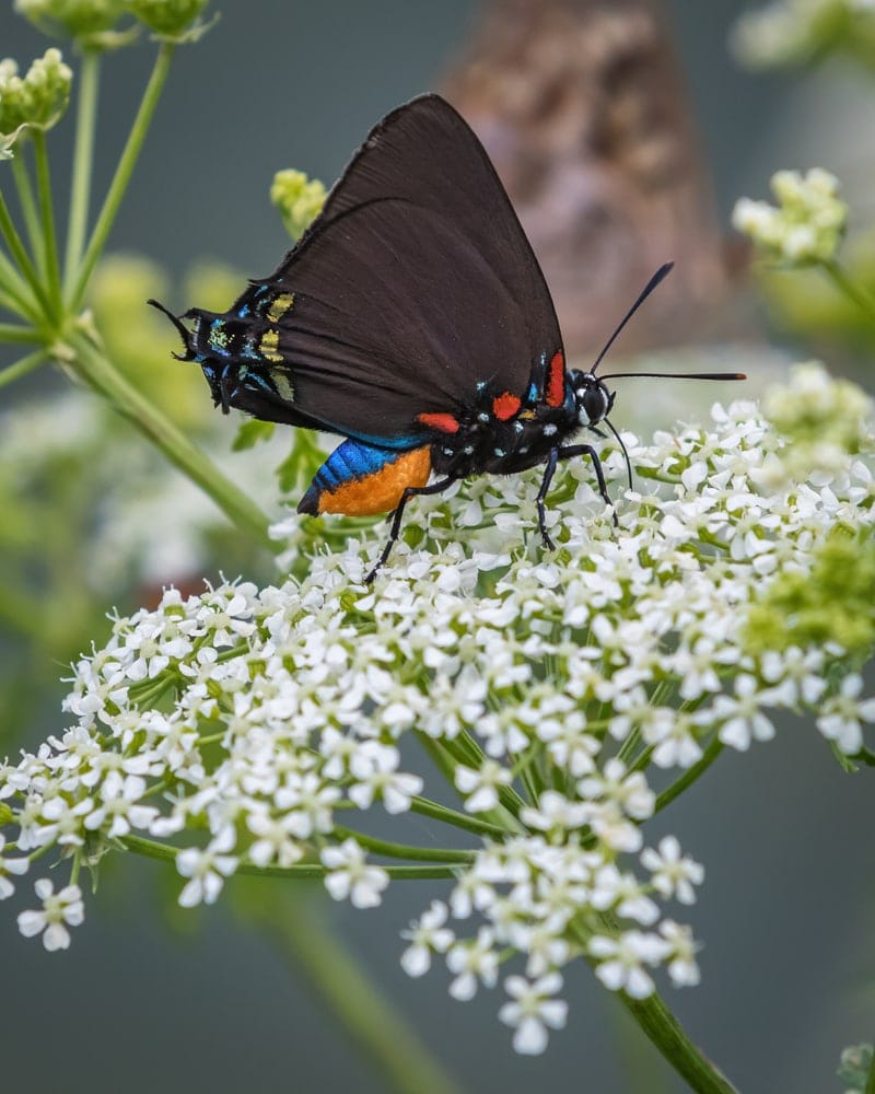 a closeup photo of Great Purple Hairstreak on white flowers