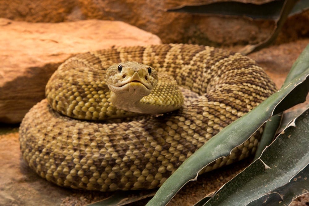 a Mexican West Coast Rattlesnake looking curiously at the camera