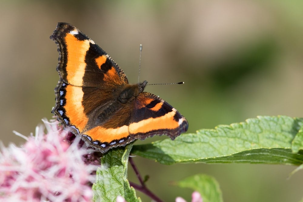 a Milbert’s tortoiseshell feeding on a leaf