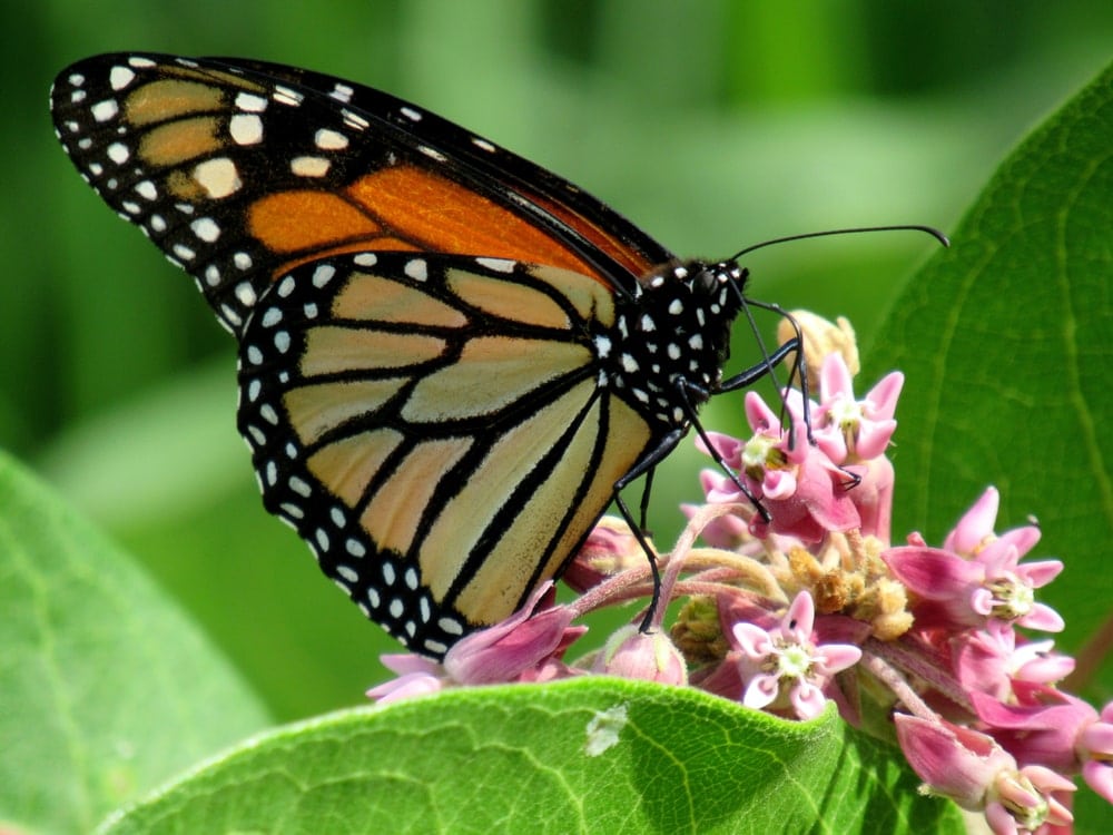 Monarch butterfly on pink flowers