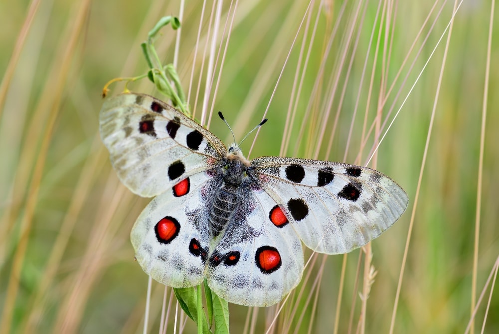a closeup photo Mountain Apollo butterfly on leaves
