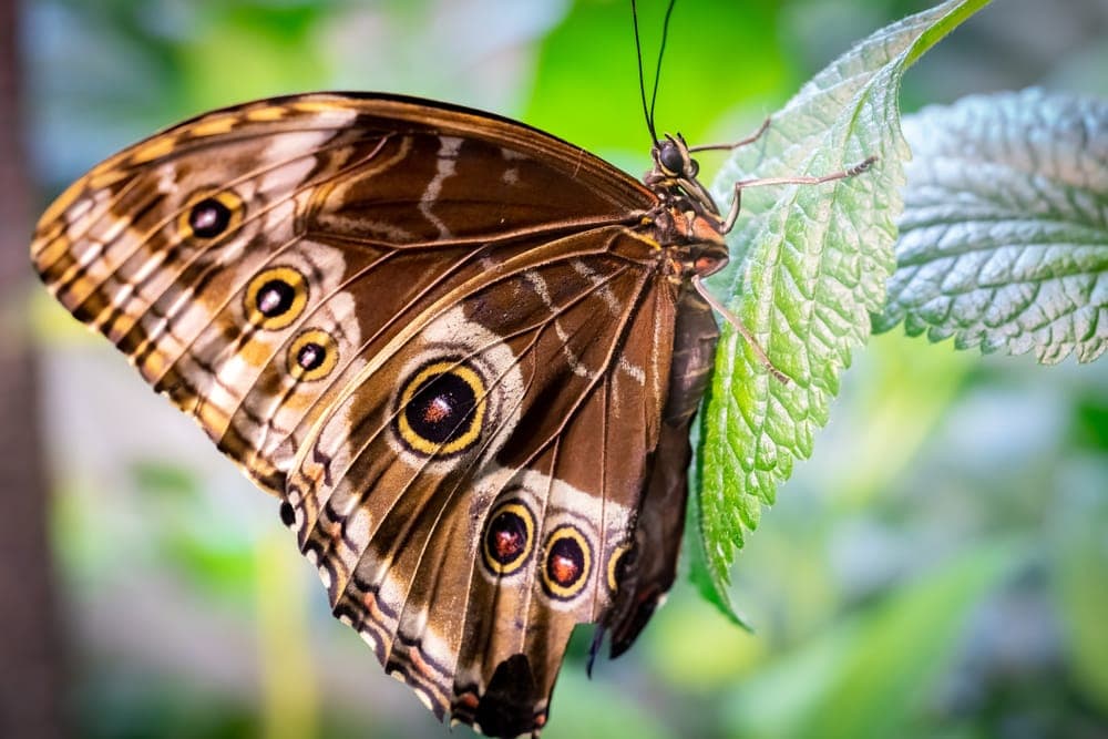 a closeup photo of a Northern Pearly-Eye feeding on a leaf
