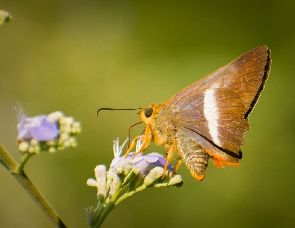 a closeup photo of an Orange-Tailed Awlet feeding on a lavender flower