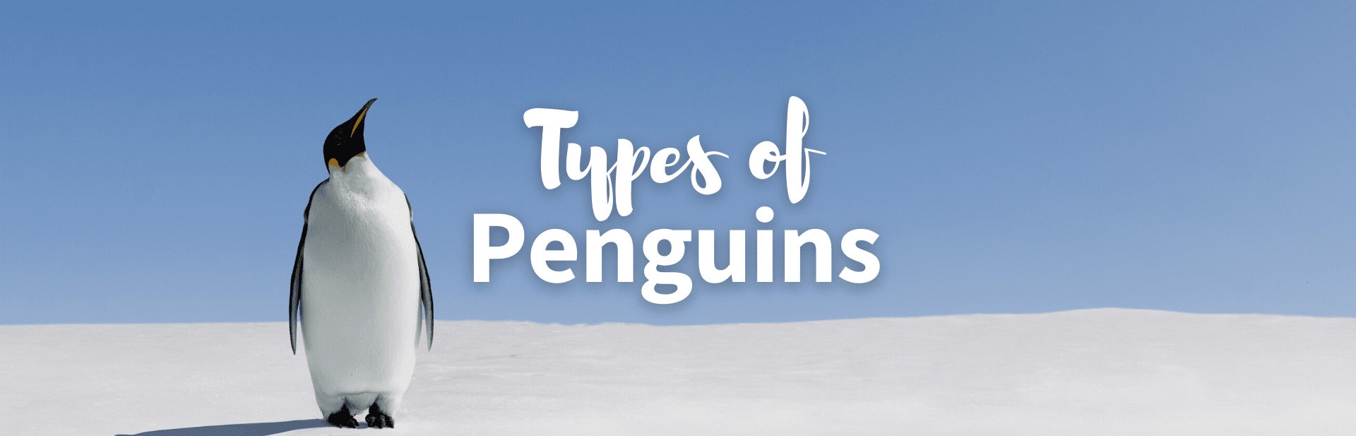 Types of penguins cover