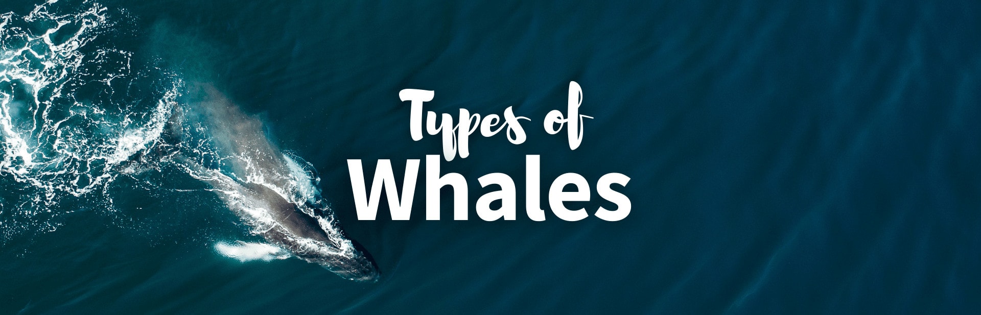 Types of whales cover photo