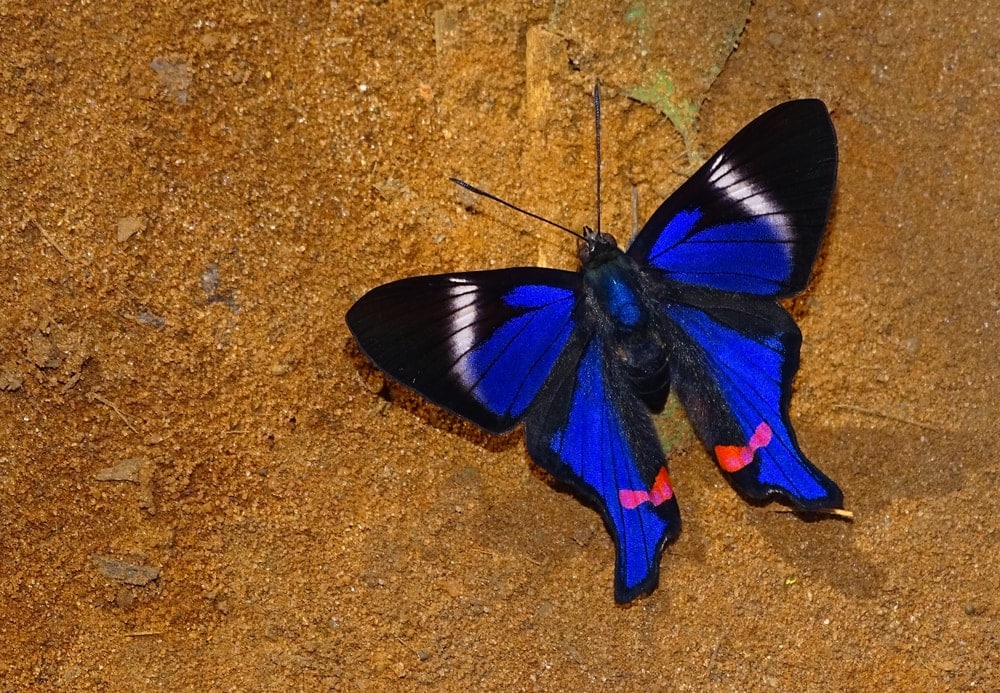 Periander Metalmark on a ground