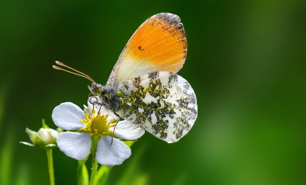 a butterfly with green pattern from Pierinae family on a white flower