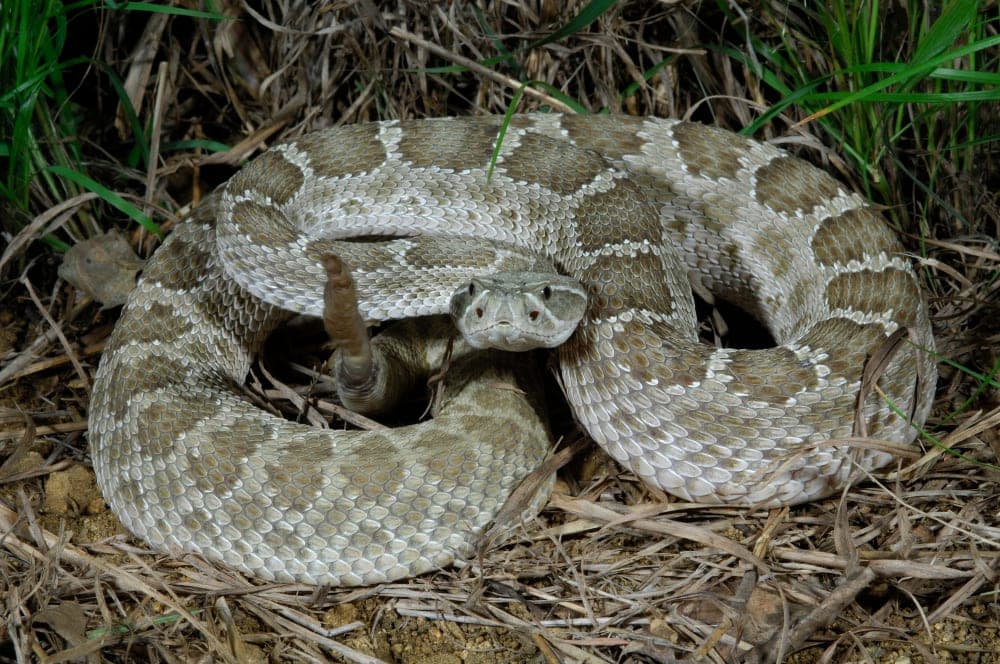 a Prairie Rattlesnake curled between tall grass