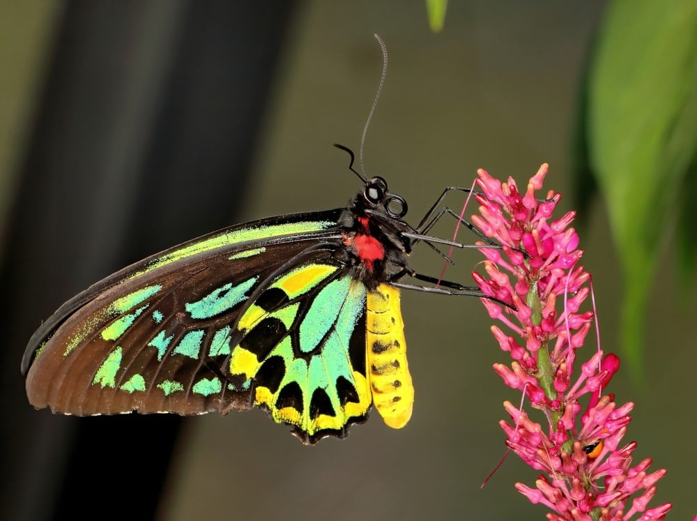 a closeup photo of a Queen Alexandra's Birdwing feeding on a pink flower