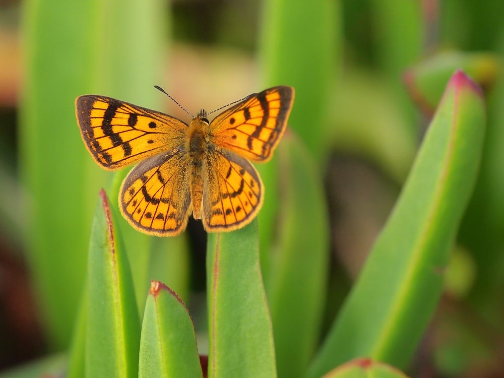 Copper butterfly