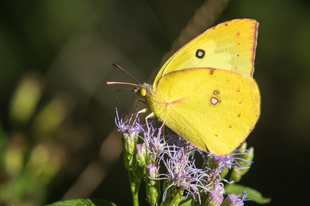 Southern dogface butterfly