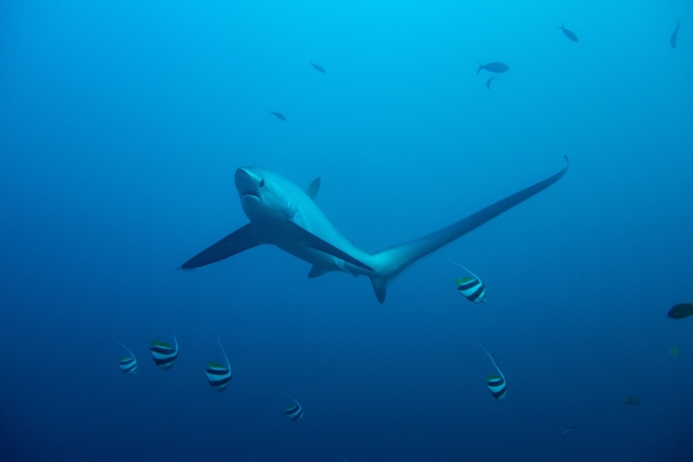 Atlantic thresher shark also known as fox shark