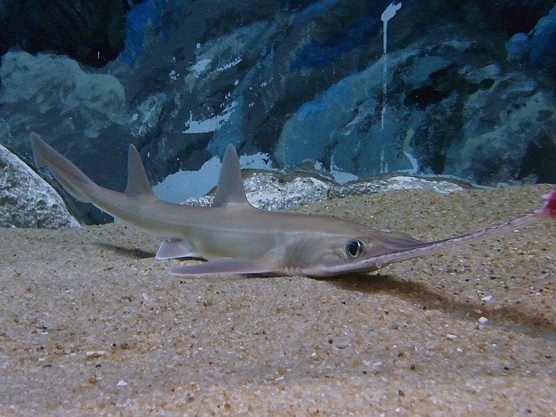Japanese sawshark (Pristiophorus japonicus)