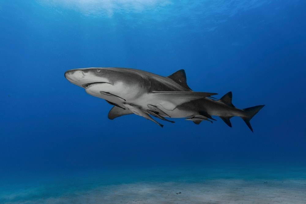 Swimming lemon shark 