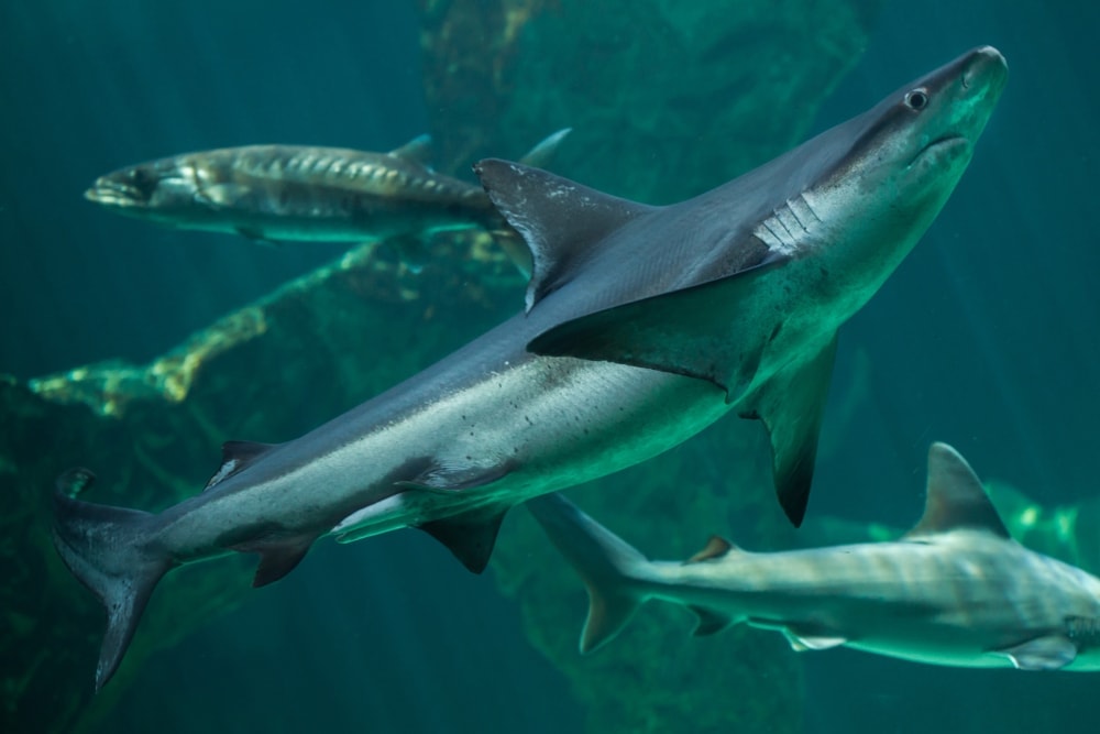 Sandbar shark close up image