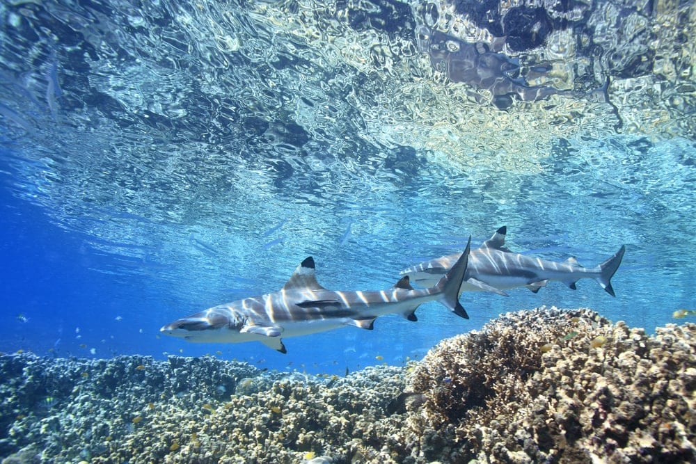 Two Blacktip Reef Sharks swimming over shallow corals