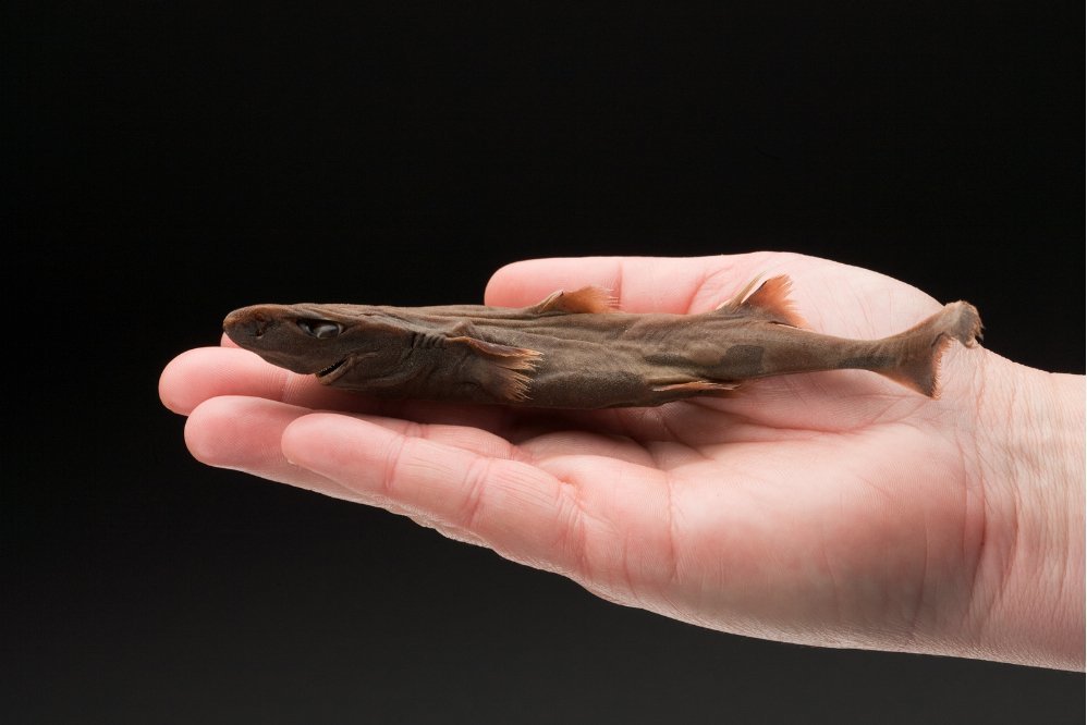 A hand holding a dwarf lantern shark, the smallest shark species