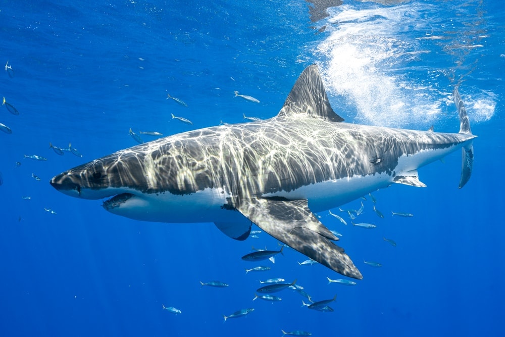 Great white shark swimming with small fish